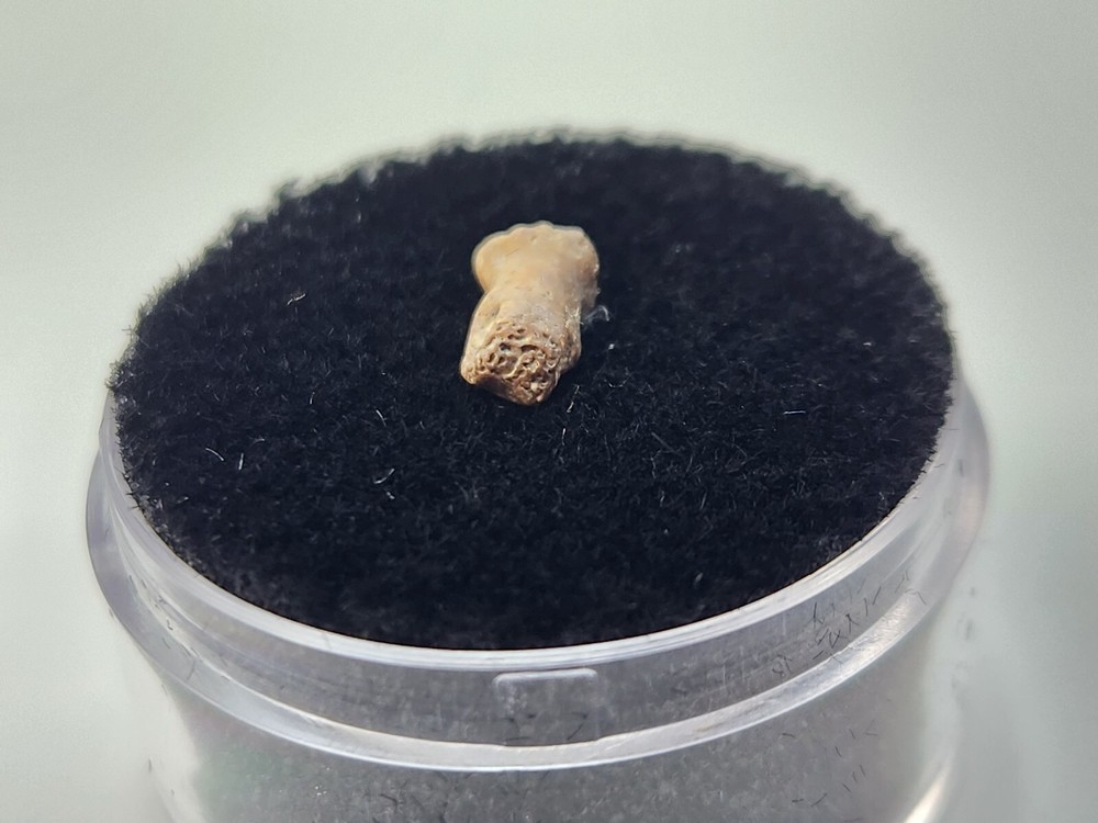 Turtle Toe Bone Fossil - Judith River Fm. - Hill Co., MT