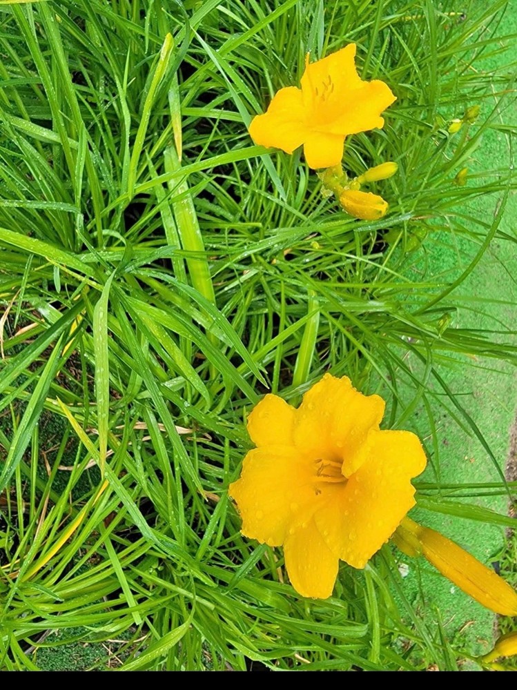 Stella De Oro Daylillies 5 Plants