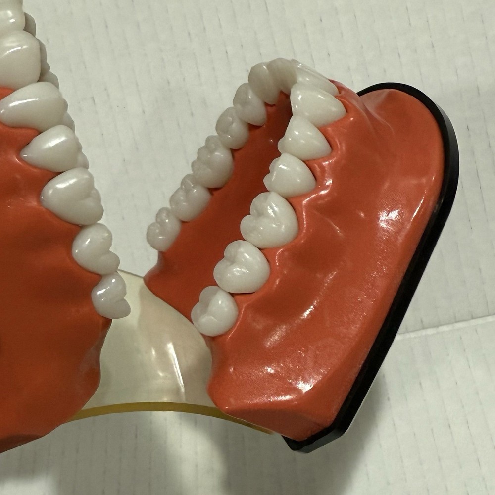 Oral Teaching Model Learning Demonstration Display for School and Home Classroom