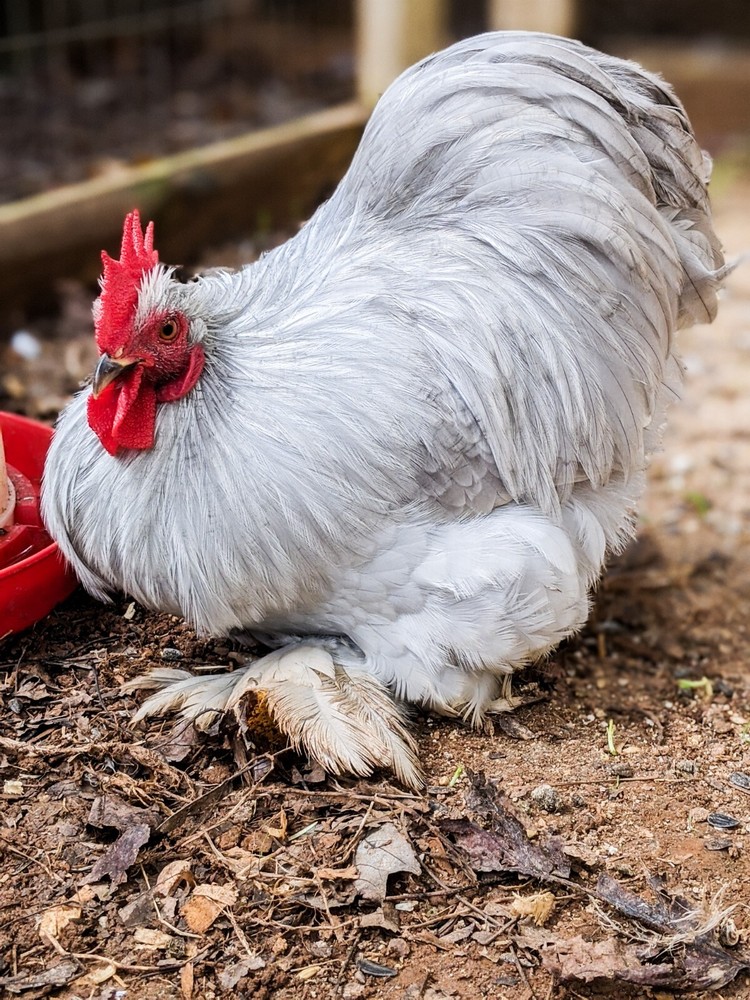 6+ Lavender (Self Blue) Bantam Cochin Hatching Eggs