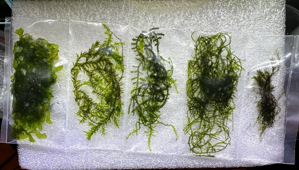Aquarium Moss Variety Pack - 5 Types of Easy Live Moss