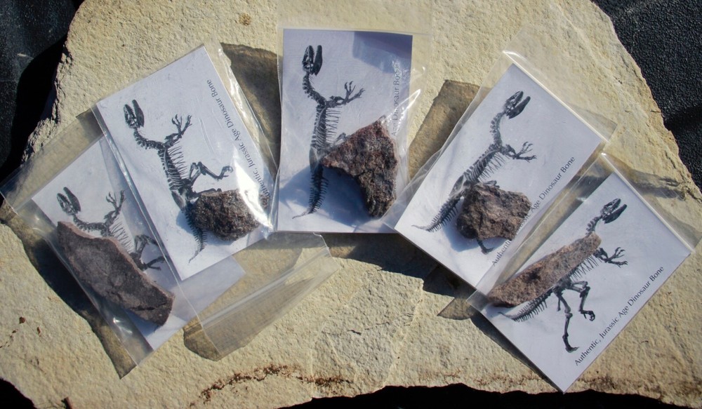 Fossil Dinosaur Bones • 5 Bagged Specimens w/ Info Cards