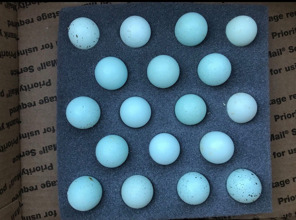 7+ Celadon Blue Coturnix Quail Hatching Eggs - 100% BLUE