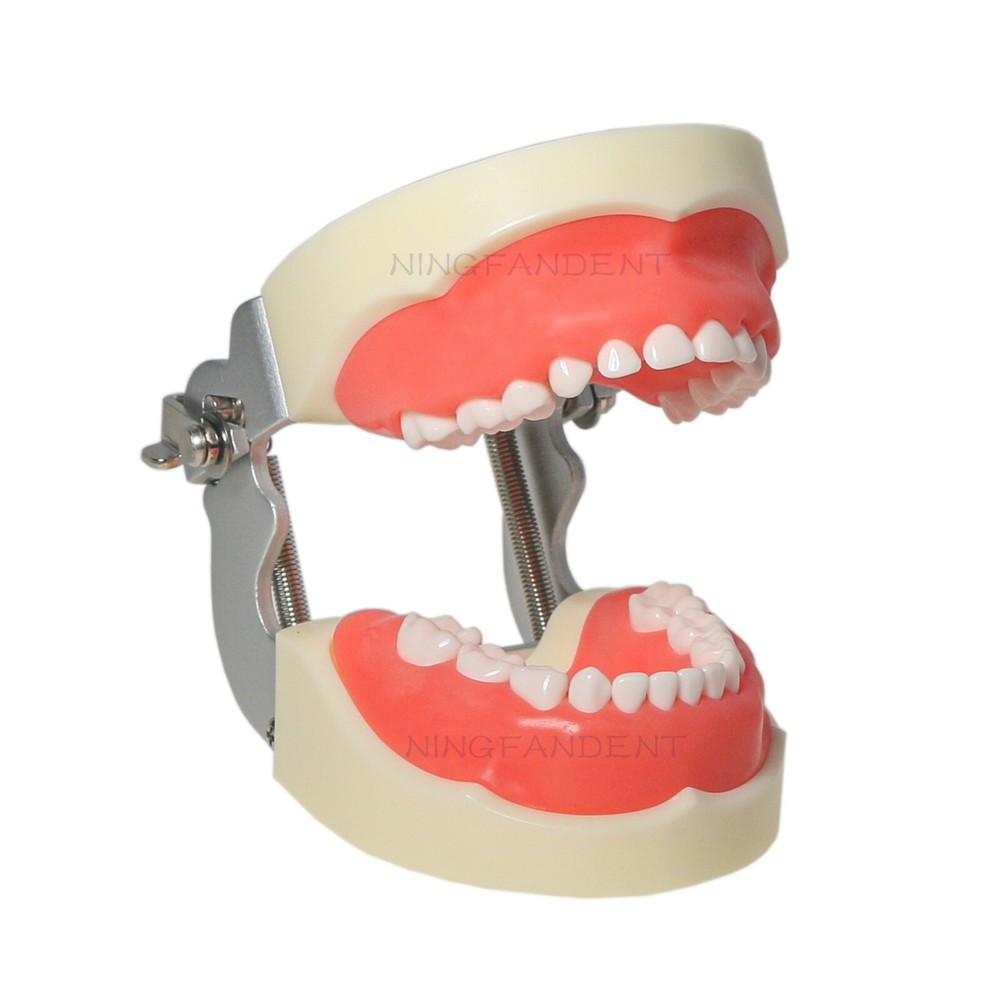 Dental Child Primary Practice Teeth Model 24 Removable Teeth For Dentist Practic