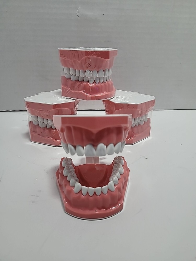 4 Sets Dental Demonstration Teeth Model - Standard Study Teaching Dental Mode