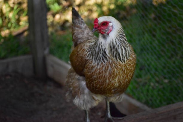 5 HATCHING EGGS, EASTER/OLIVE EGGERS, AMERAUCANA, LEGBAR. ** SHIPS SAME DAY **!!