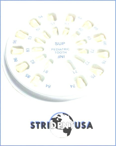 PEDIATRIC TYPODONT TEETH REPLACEMENT FOR NISSIN 200 (24 TEETH)