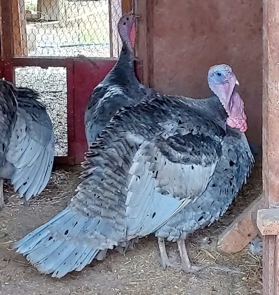 Blue Slate Turkey Hatching Eggs