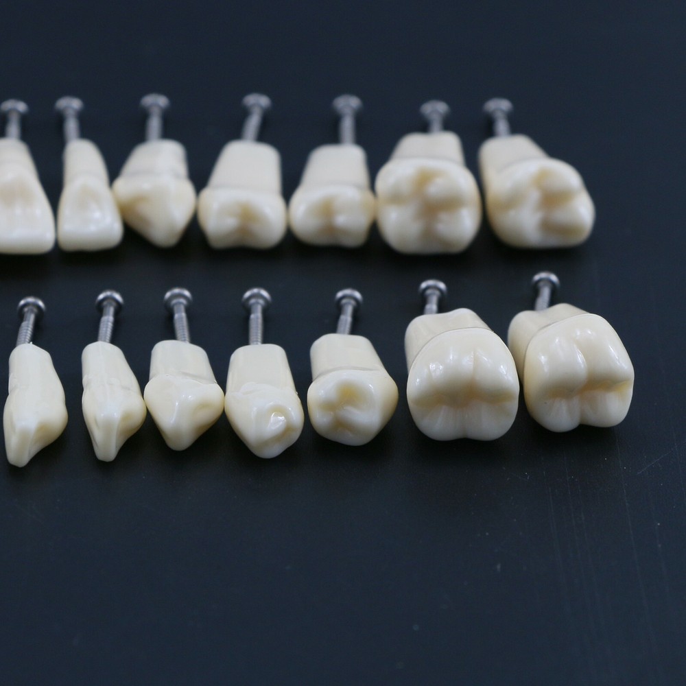 28Pcs Replacement Teeth Upper Lower For Typodont Teeth Model Frasaco AG3 Type US