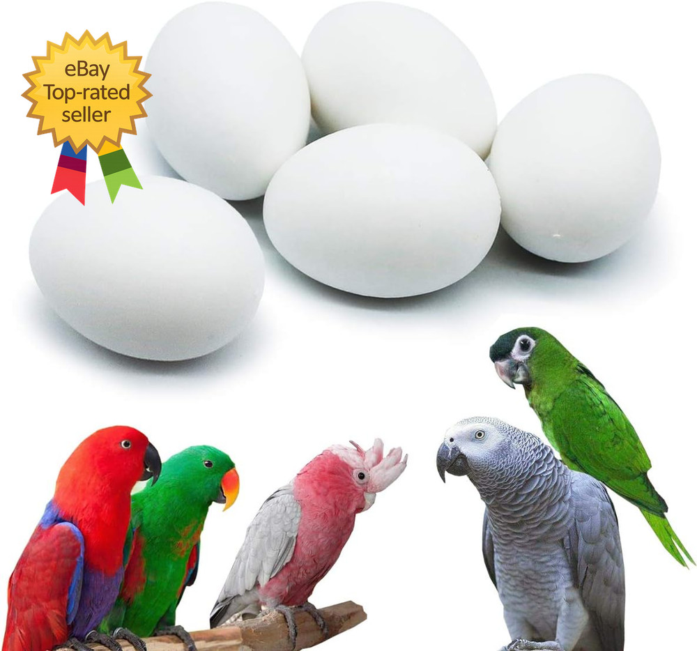 5 Pcs Solid Parrot Plastic Eggs Hatching Eggs Mini Macaw Amazon Cockatoo African