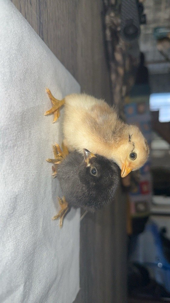 12 Assorted Hatching Eggs, EASTER EGGER, BCM, LAVENDER ORPINGTON, ETC.