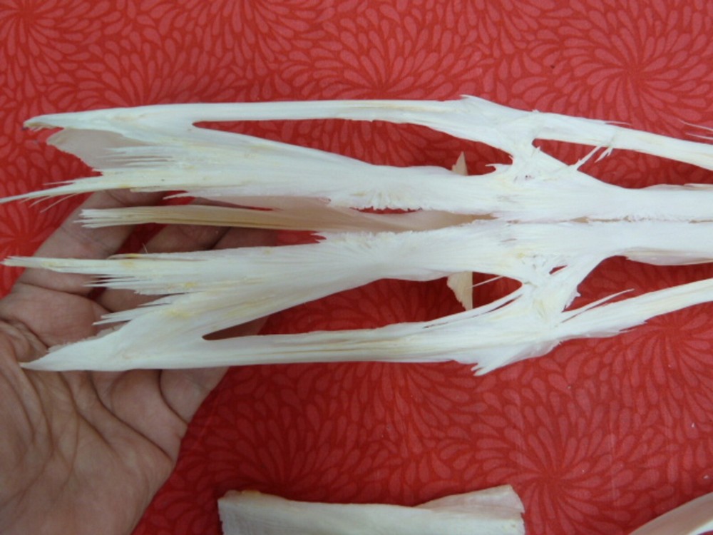 W3-j) 23" Paddlefish skeleton head bill Polyodon spathula spoonbill paddle fish