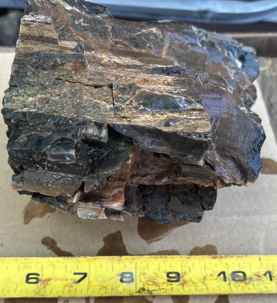 Colorful petrified wood