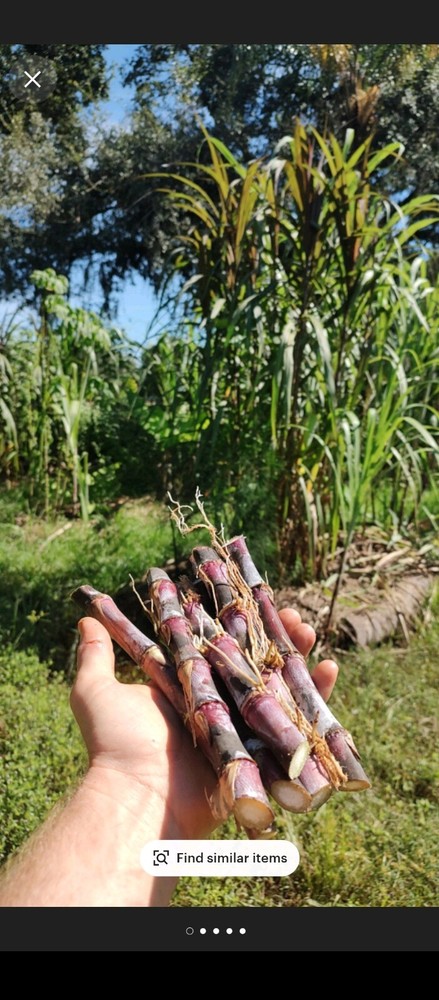 20 Red Napier's Grass Cuttings