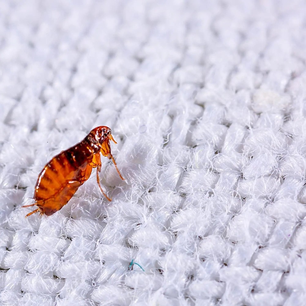 Enforcer Flea Killer For Carpets Multiple Insects Powder 20 oz. 2-Pack