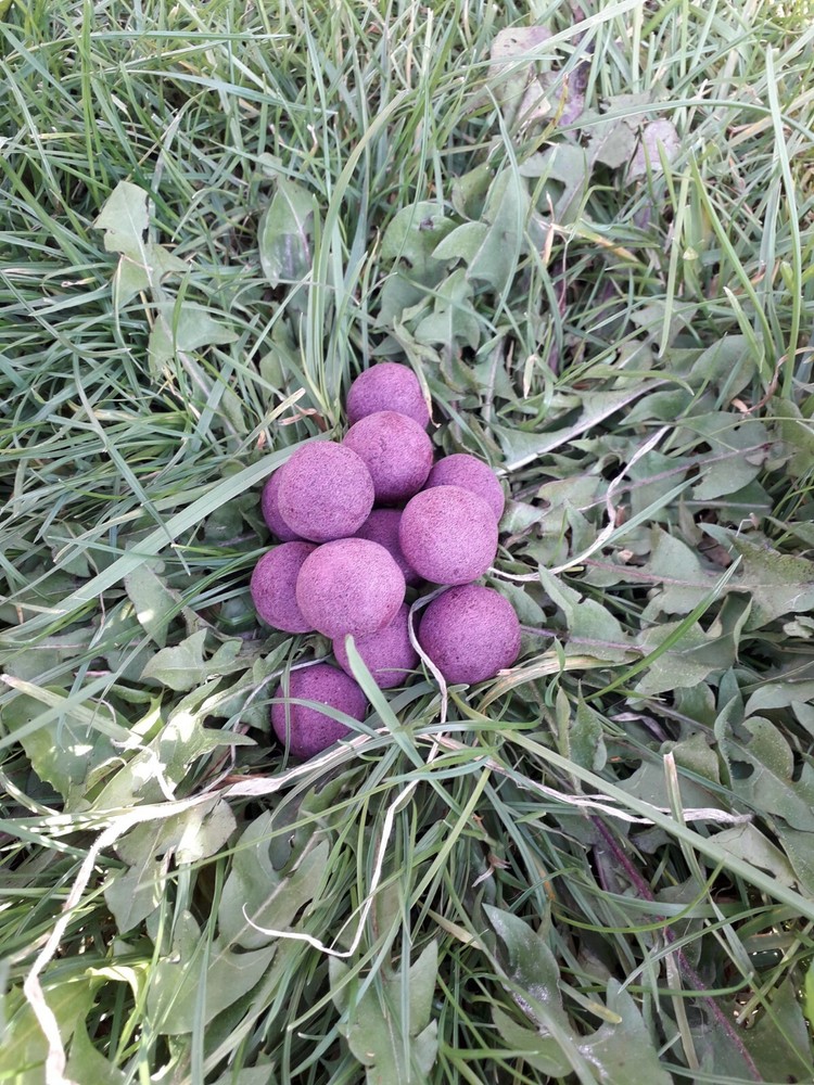 Custom carp baits pop ups fishing 