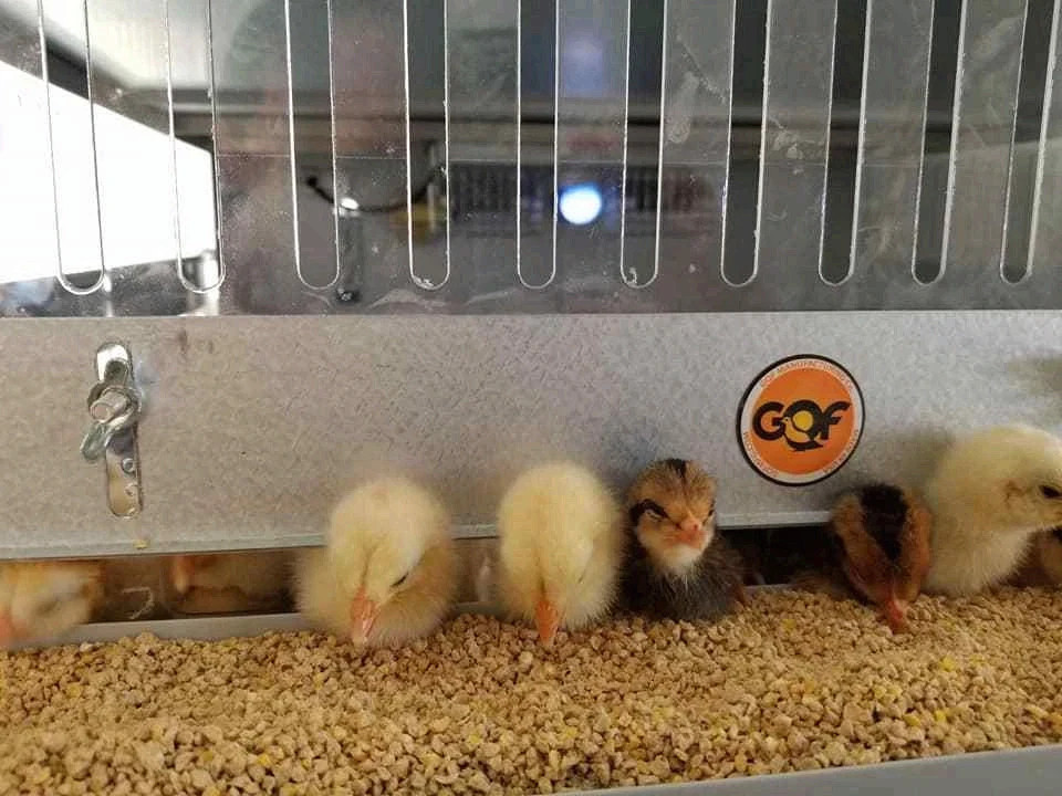 GQF 0534 Universal Heated Box Brooder for Chicks/Chickens - Made in the USA!