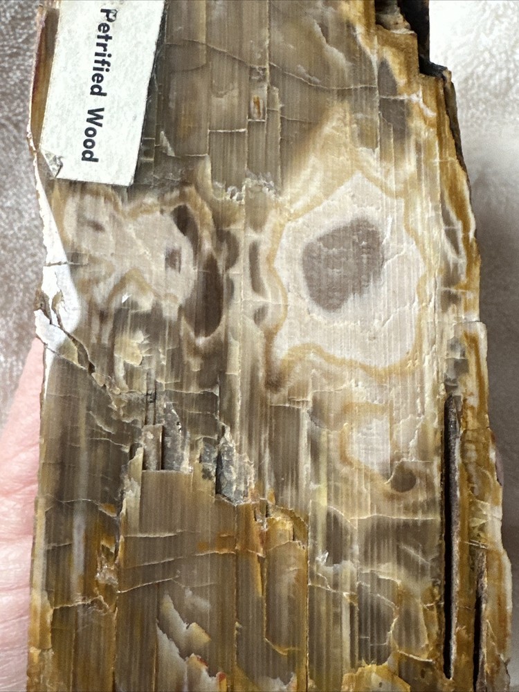 Petrified Wood