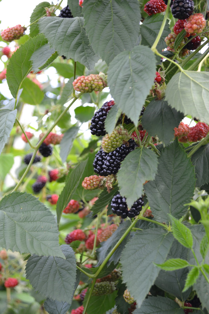 3 Natchez Thornless Blackberry - Rubus - Starter Plug