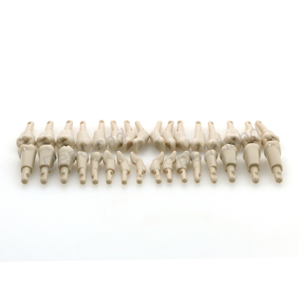Dental Tooth Model for KaVo Basic 32Pcs Model Spare teeth Retention Mechanism