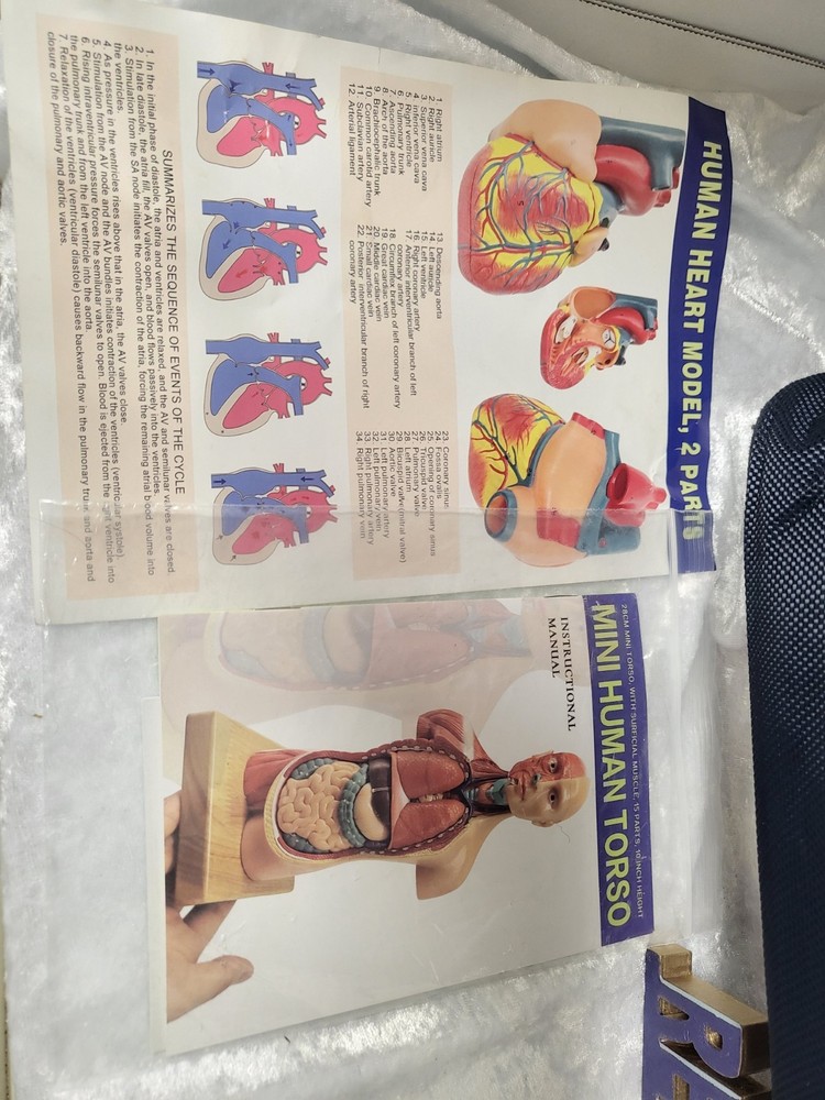 EVOTECH Scientific Human Anatomy Model Bundle Torso Skeleton Heart Brain Set