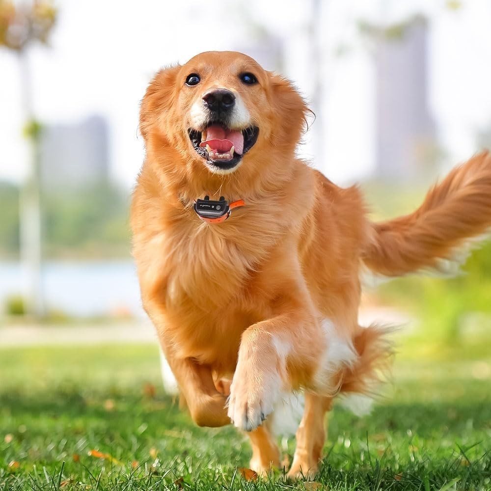 Universal Waterproof Dog Training Collar Replacement Strap, Adjustable, Fits ...