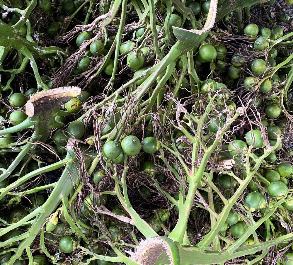 Betel Nut Dried chewing 150 grams From Thailands