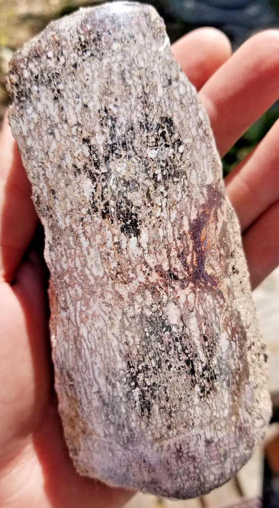 Agatized Dinosaur Gem Bone Natural Multicolor Cell Polished 543g Specimen Displa