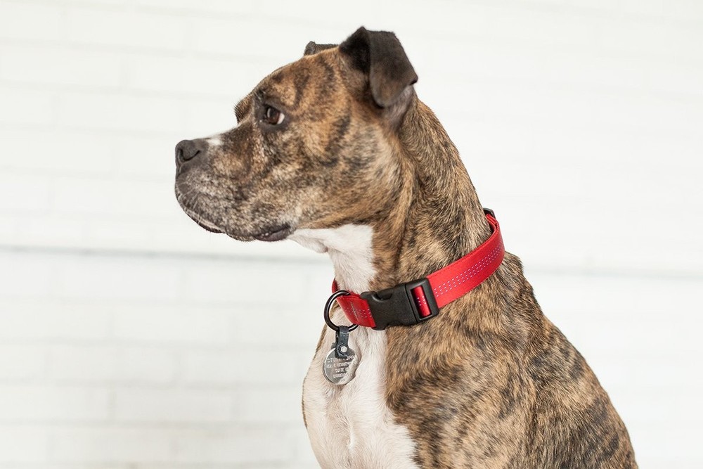 Dog Tag Silencer and Connector, One Size, Graphite