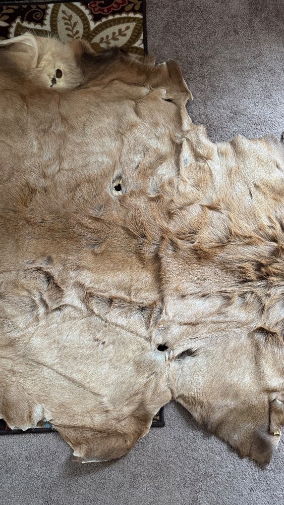 Elk Cape - Perfect for Fly Tying