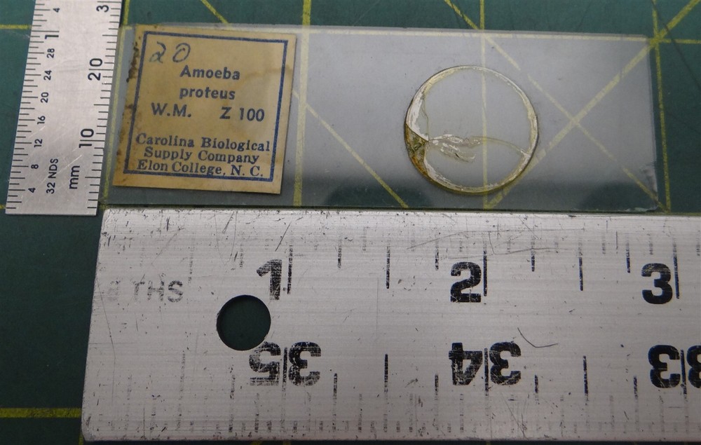 (19 Pack) Misc. Brands Ameoba Proteus Prepared Microscope Slides in Storage Box