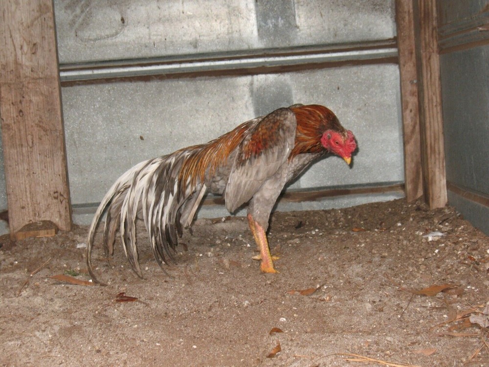 12 ASSORTED WAHL ASIL EGGS