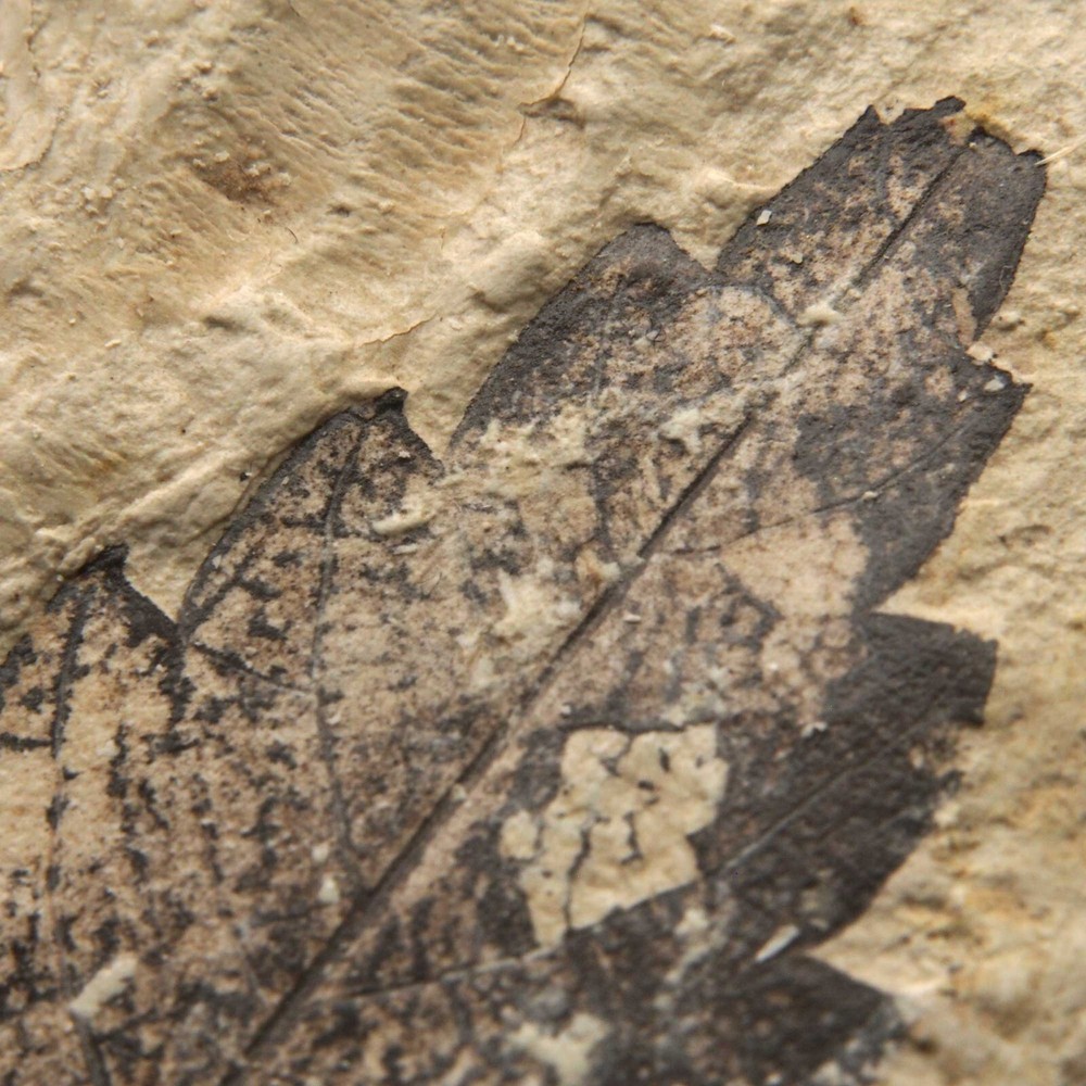 LEAF FOSSIL - Miocene - Erdobenye - HUNGARY AL96