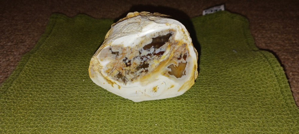 Saddle Mountain Petrified Wood Polished Limb