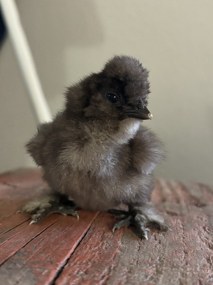 Chocolate/Mauve Silkie Hatching Eggs (8)