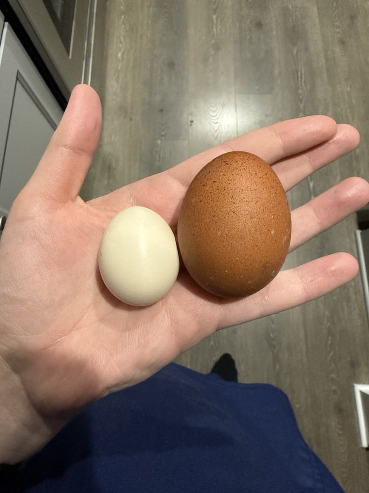 6++ Serama Chicken Hatching Eggs