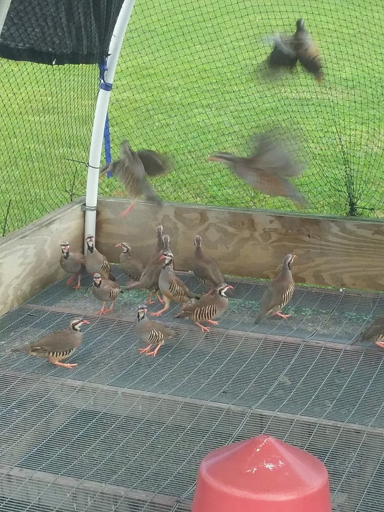 57+ Fertile Chukar Partridge Hatching Eggs