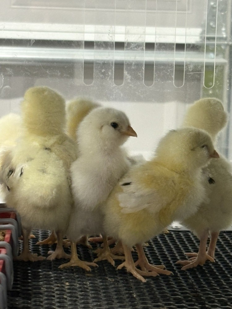 6 Ermine Ameracauna Hatching Eggs