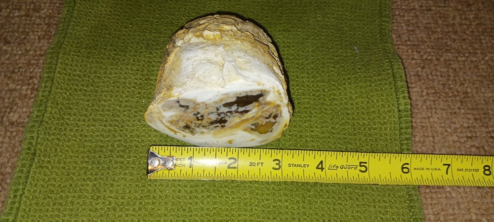 Saddle Mountain Petrified Wood Polished Limb