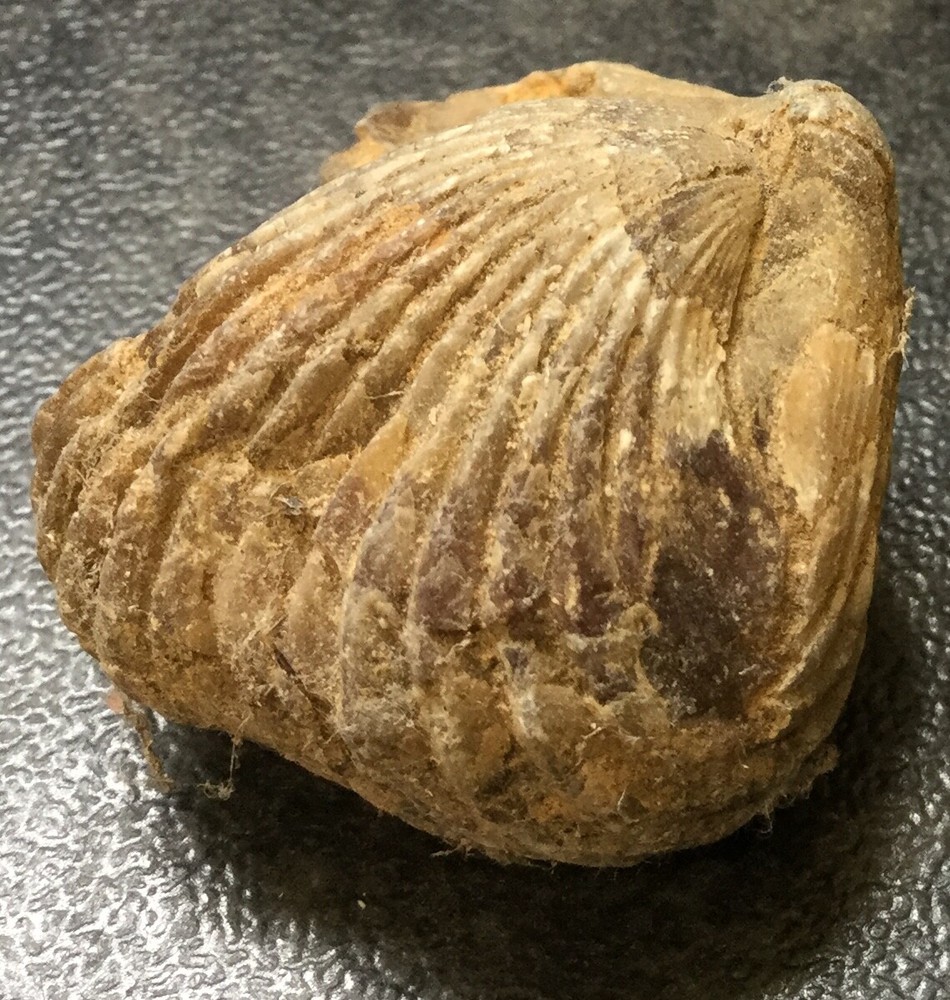 Fossil of a Shellfish 33cm long