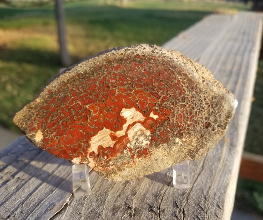 Great Red Deep Cell Agatized Dinosaur Gem Bone Polished Slab Specimen Display