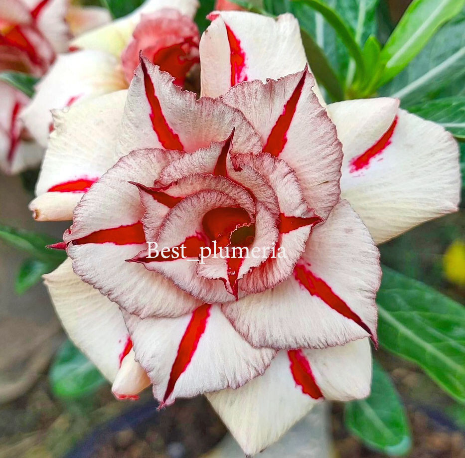 Adenium Obesum Desert Rose " Rapee" 150 Seeds