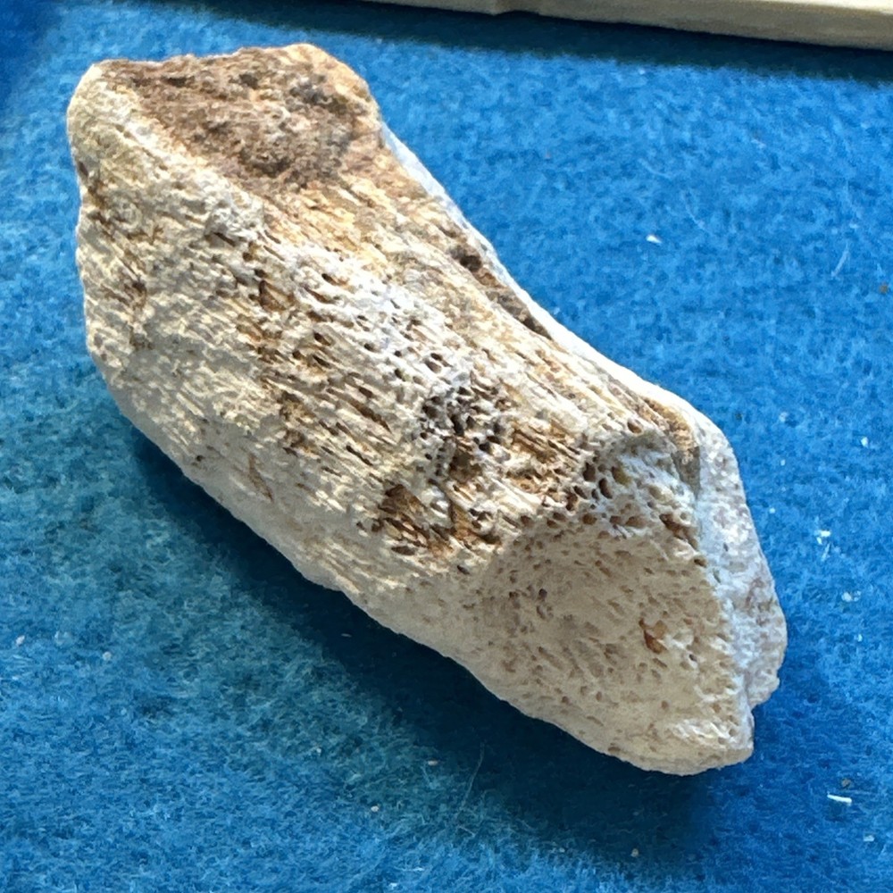 Spinosaurus Extinct Dinosaur Bone Fossil in Display Case