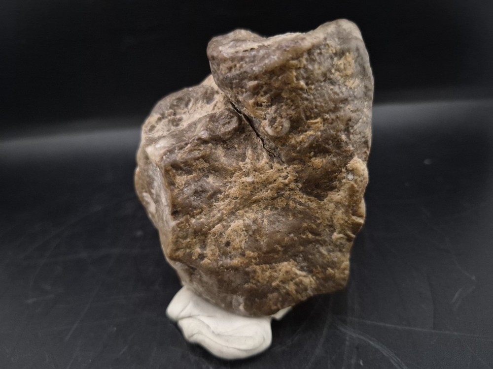 Egg Fossil Reptile 🦎 Permineralized