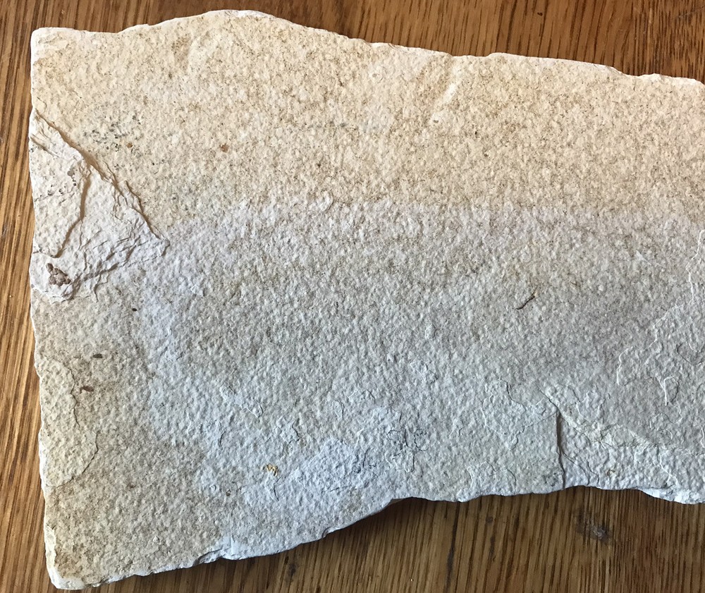 Multiple Fish Fossil Plate