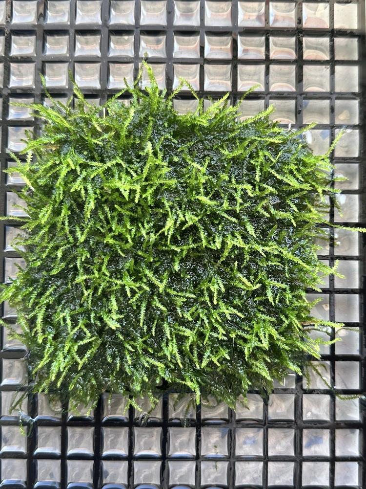 moss live aquarium plants