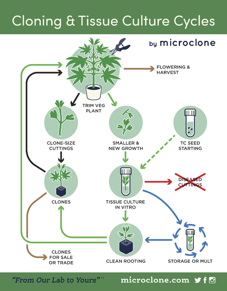 Tissue Culture Starter Kit 108 Microclone Tubes Most Plants Include Cannabis
