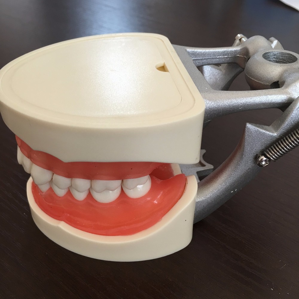 Dental Study Standard Typodont Demonstration Teeth Model Kilgore Nissin Type
