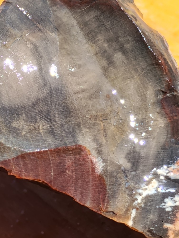 Petrified Wood Cut Once Ready For Display