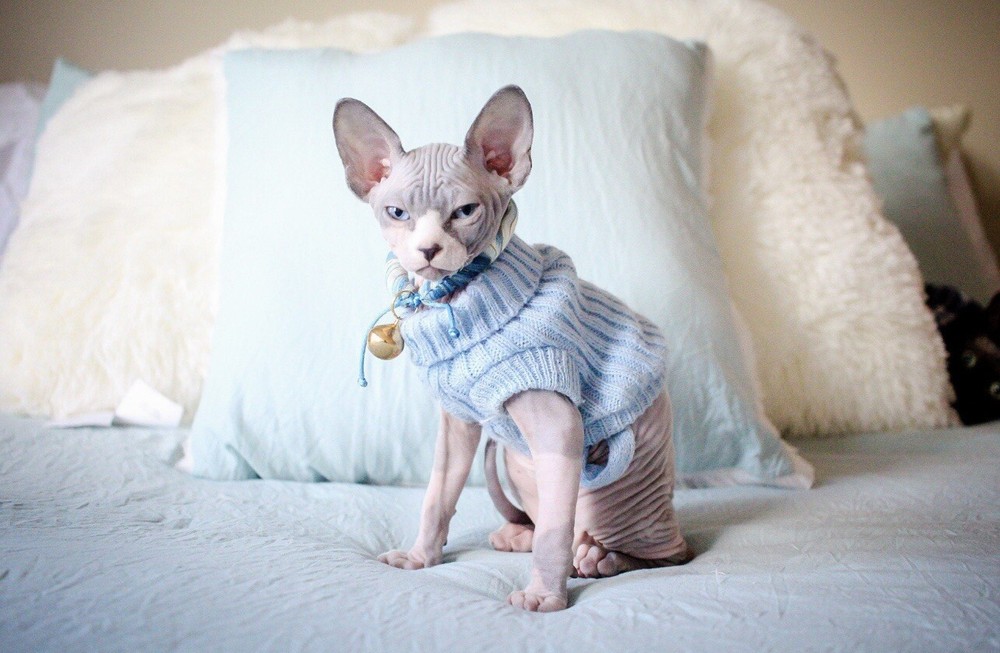 xs Pet sweater blue knit